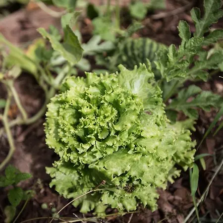 Albergue La Terrera Youth