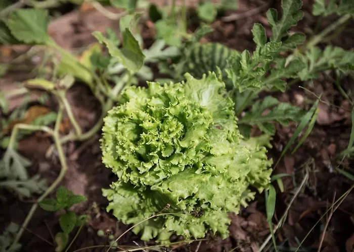 ホステル La Terrera Youth